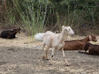 7-23 - Morning Goats